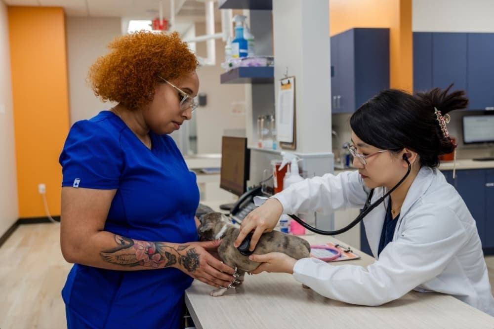 River Park Animal Clinic opens veterinary hospital in Sugar Land