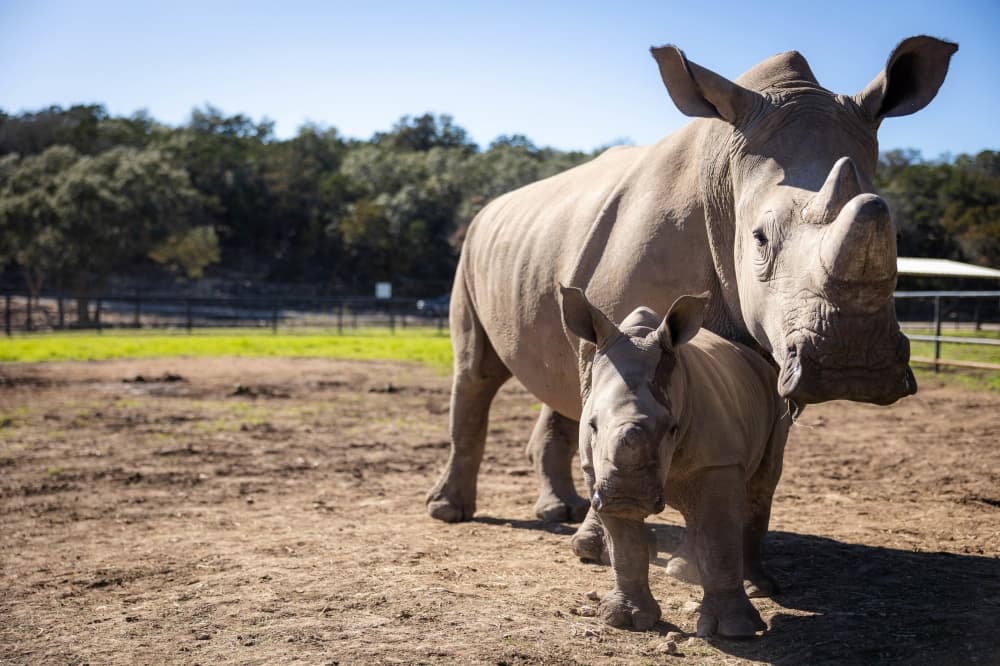 Natural Bridge Wildlife Ranch celebrates 40 years of conservation