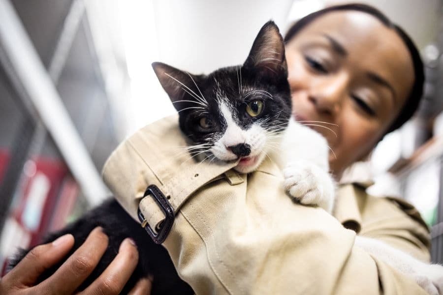 Cabo Bob's, Austin Pets Alive and 14 more Southwest Austin business updates