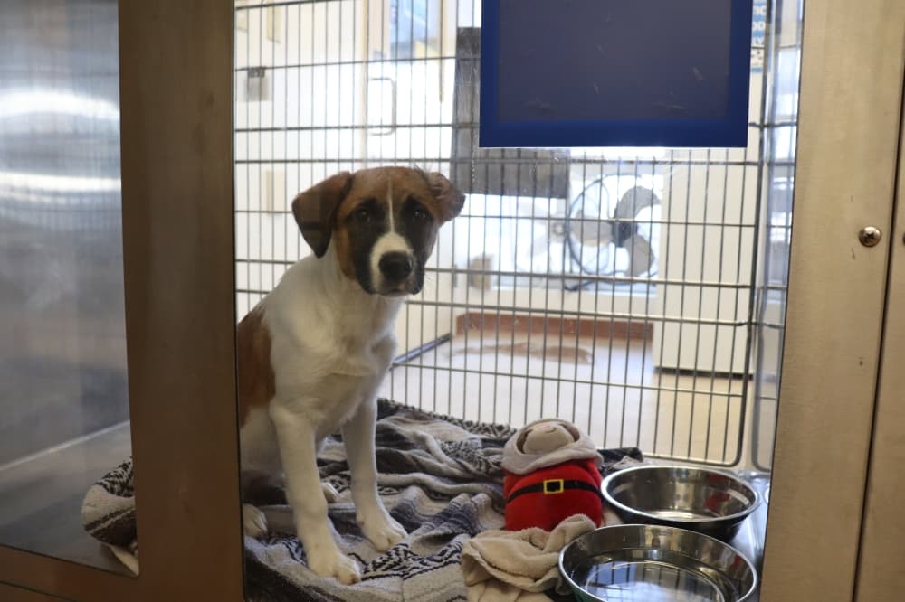 Austin Animal Center pauses intake, could begin euthanasia if conditions do not improve