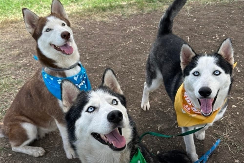 San Antonio officials share pet safety tips during heat wave
