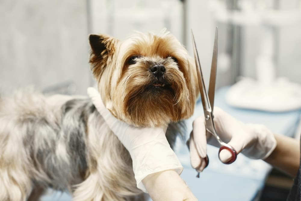 Zoomin Groomin to offer mobile pet grooming services in North San Antonio