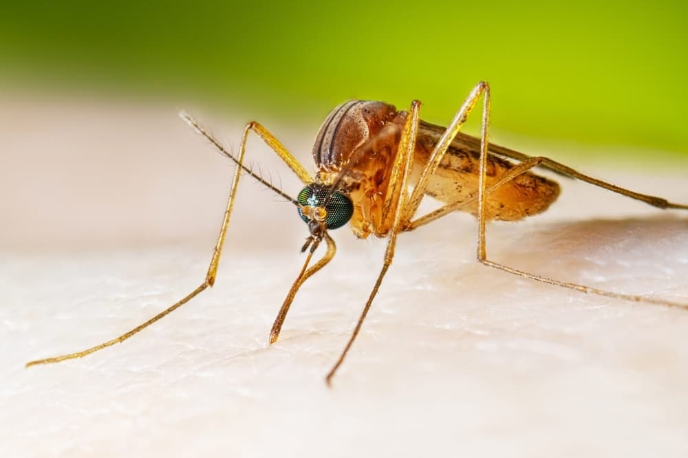 First West Nile virus death in Denton County of 2024 reported