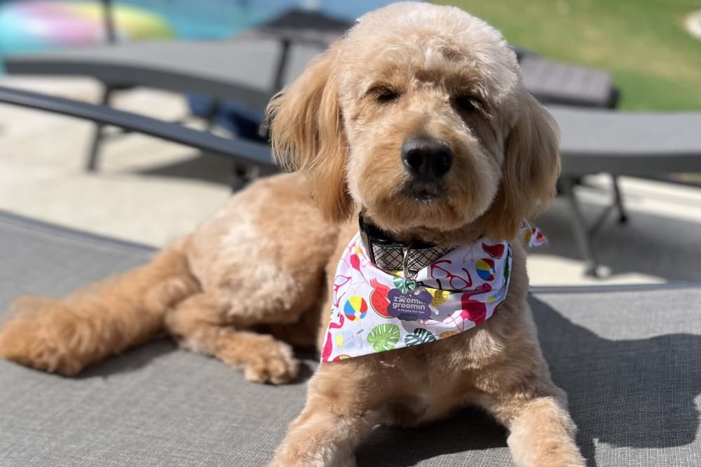 Zoomin Groomin mobile pet spa now open in San Antonio
