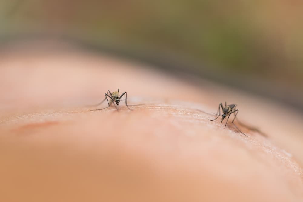 Frisco confirms 28th pool of West Nile virus-carrying mosquitoes
