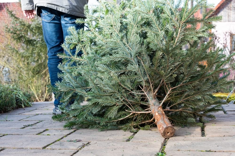 Where to recycle Christmas trees in Bastrop County