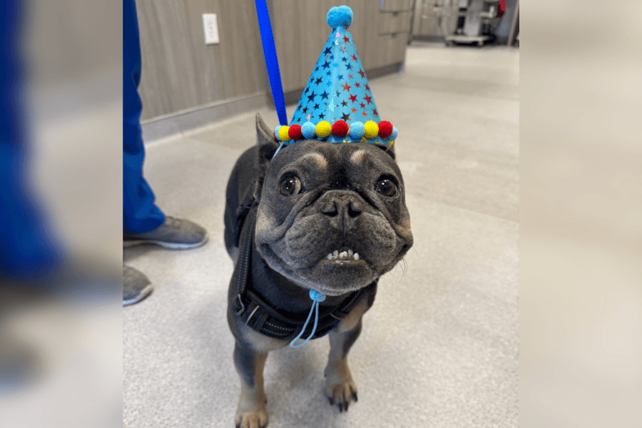 Leander Veterinary Clinic provides expert care, community support as a trusted name in pet health