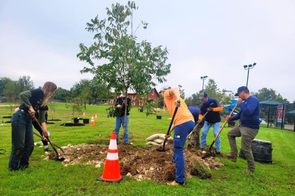 Pflugerville to plant more neighborhood trees