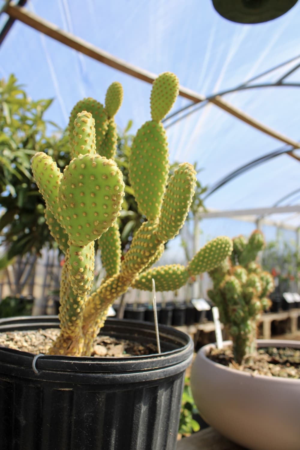 An image of a cactus at the business.
