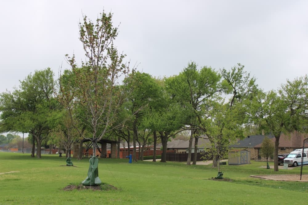 Richardson City Council updated on tree planting efforts