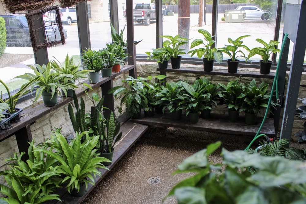 An image of the plants at the business.