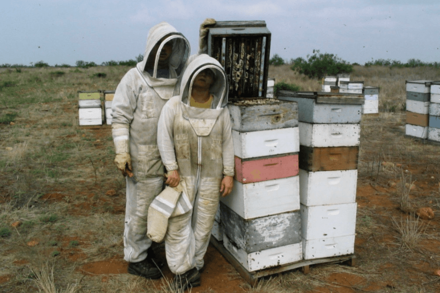From backyard bees to buzzing business: The sweet story of Wild Honey Box