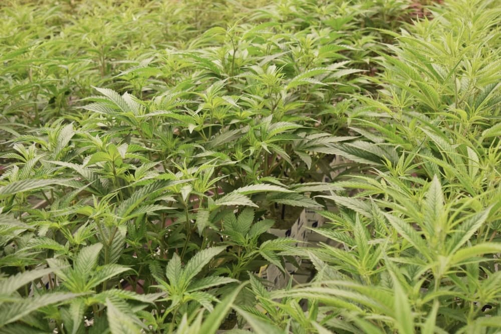 Texas House approves expansion of state’s medical cannabis program