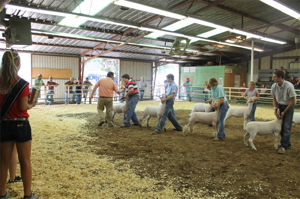 livestock show