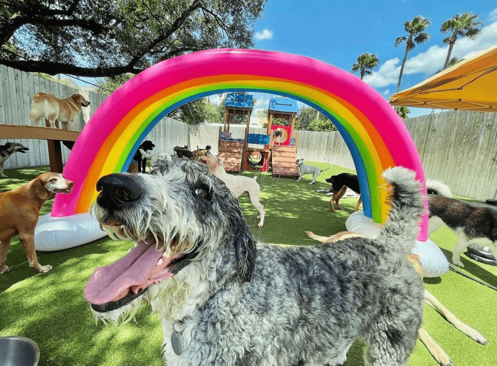 Wag’n World is changing the game for dog care—here’s how