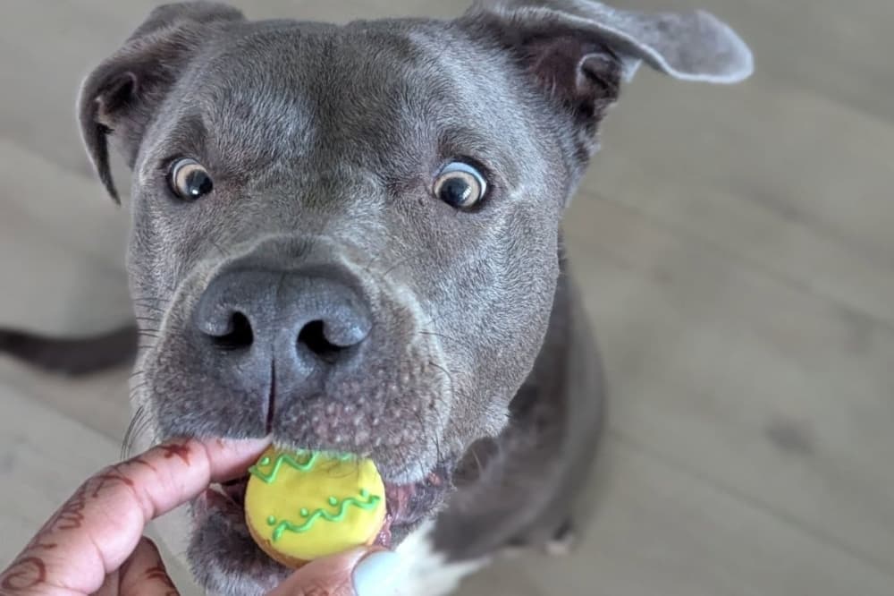 Layla’s Barkery pet shop and bakery opens brick-and-mortar location in Tomball