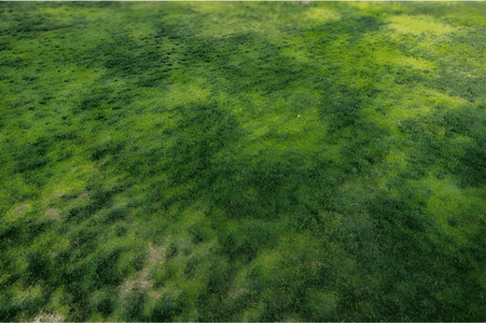 A lush, green Houston lawn after Heroes Lawn Care’s professional lawn fungus treatment and mosquito control service in Bellaire, Texas.