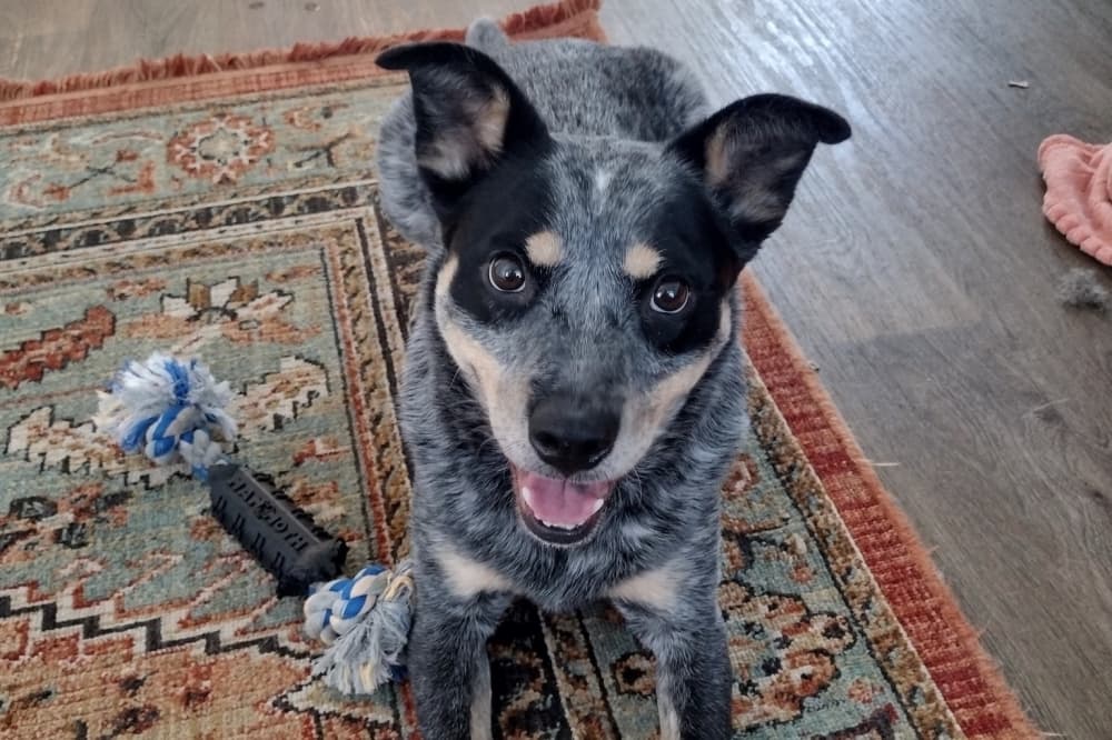 Luxury travel bookings, doggy daycare: 4 business updates in New Caney, Porter