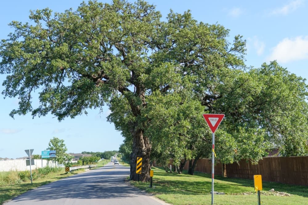 Detours begin as Kyle moves 400-year-old tree for road work
