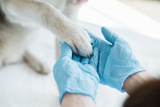 Circle B Veterinary Hospital celebrates 10 years in Katy