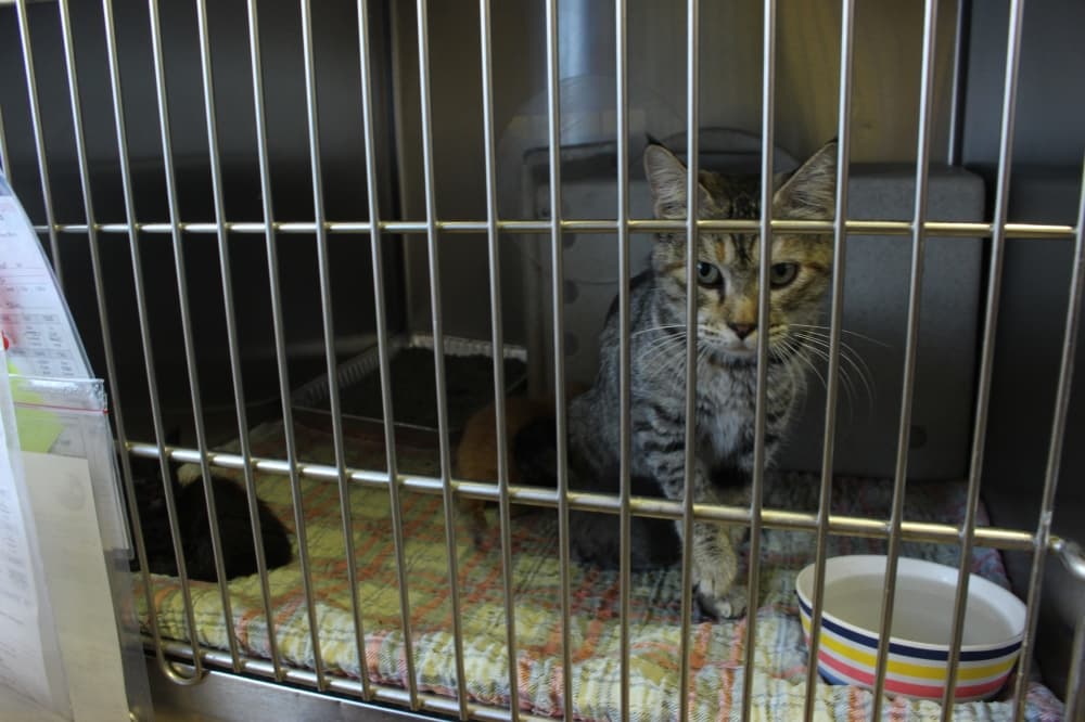 McKinney ordinance change allows trap-neuter-release activities for feral cats