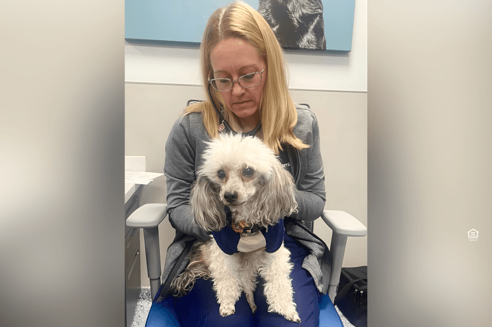 Dog being examined by a veterinarian at NDVESH, representing emergency care available for unexpected pet health issues.