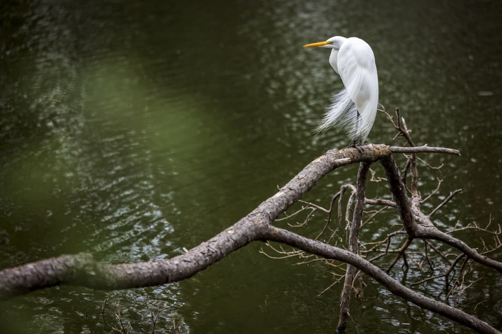 Park improvements take flight in Spring, Klein