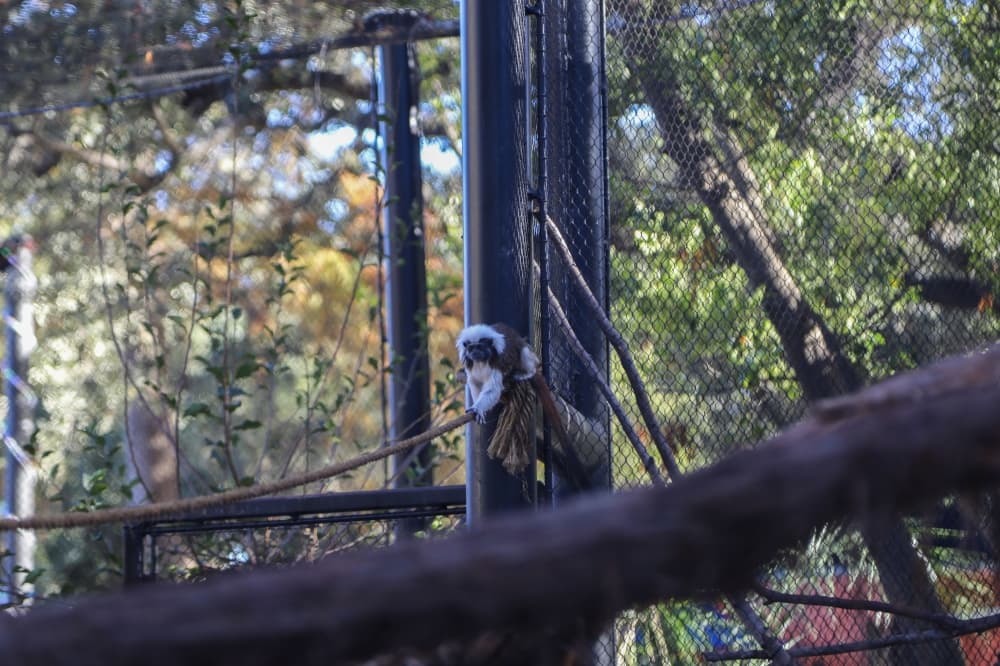 San Antonio Zoo unveils new open-air Tamarin Habitat