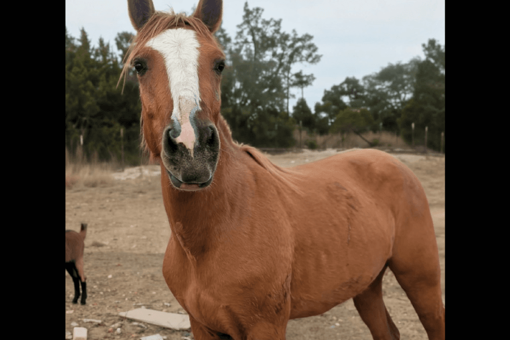 Hill Country Animal Rescue changes name, lays out goals for 2026