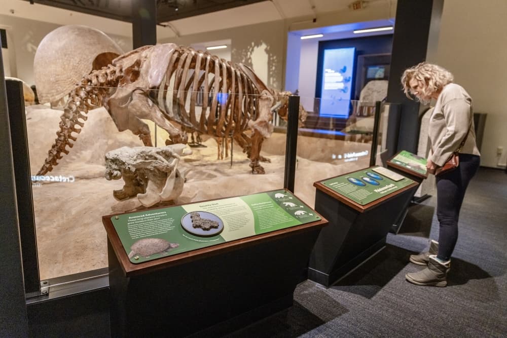 Texas Science and Natural History Museum uncovers revamped paleontology exhibit
