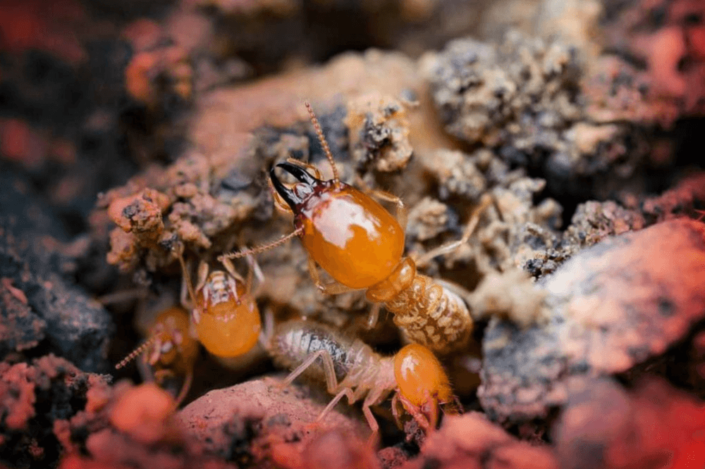Termite season is here: Stop the silent destroyers before they cost you thousands