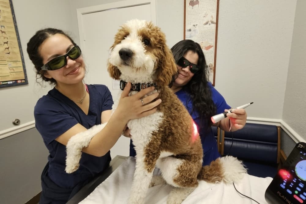 Longenbaugh Veterinary Hospital marks 35 years treating Cy-Fair's pets