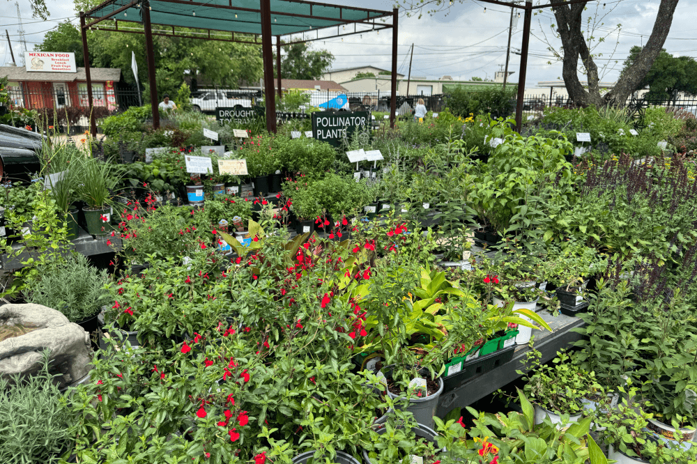 Gardening 101: Beginner-friendly tips for starting a garden in Central Texas
