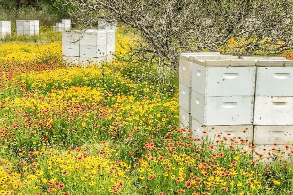 Commercial beekeepers transporting thousands of honey bee hives across Texas wildflower fields