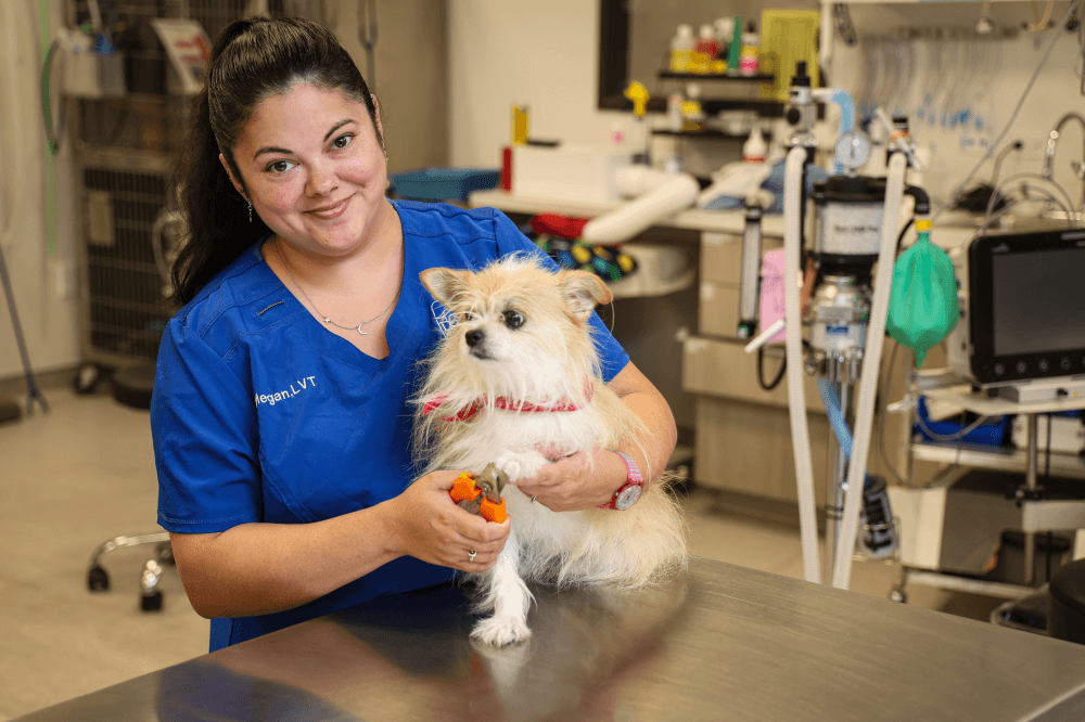 Leander Veterinary Clinic details why private ownership leads to better patient care