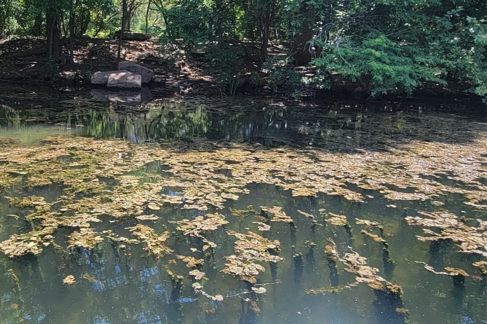 Caution advised in Austin waterways amid potentially toxic algae bloom