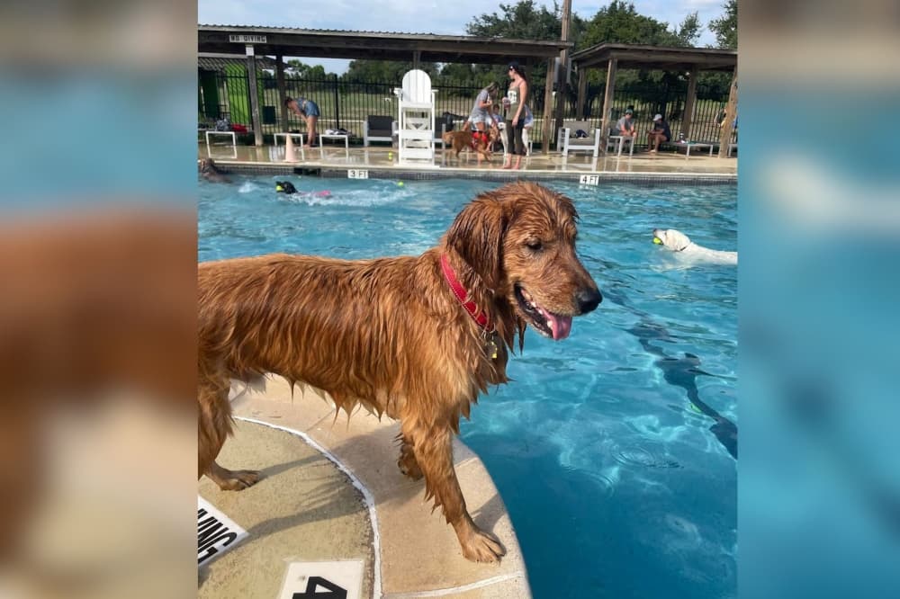 Puppies and pools: 6 events to explore in Southwest Austin and Dripping Springs in August