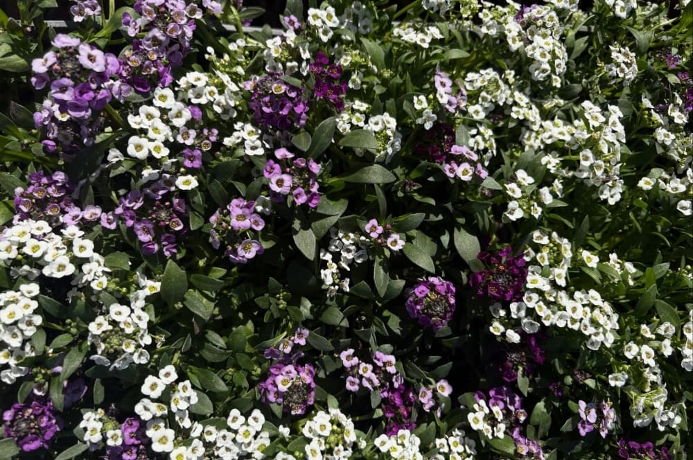 Hebron Gardens to merge with Plants & Planters in Richardson