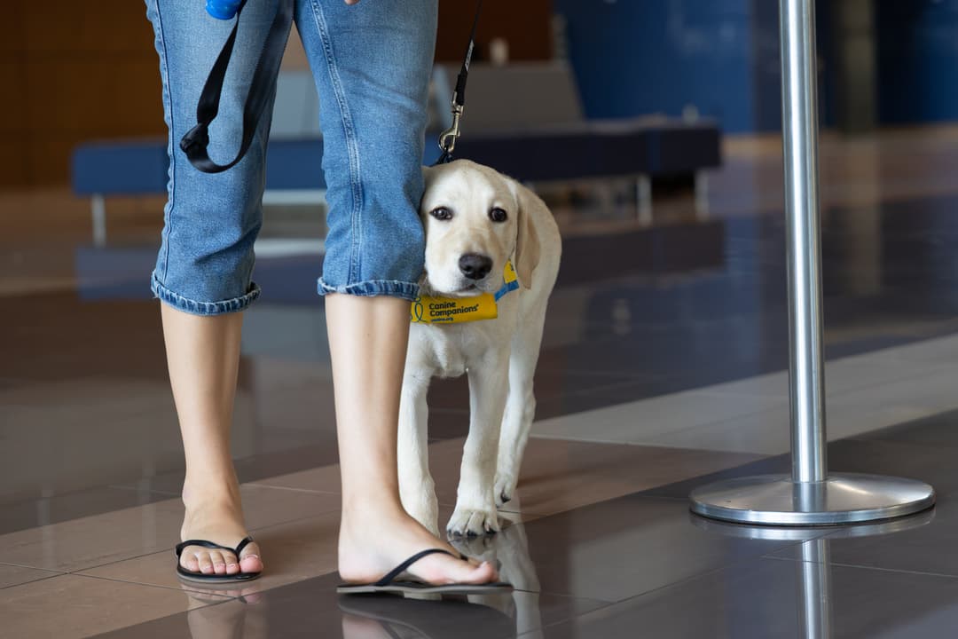 Yellow Labrador puppy in Canine Companions vest stands beside a person's legs on a tiled floor indoors.