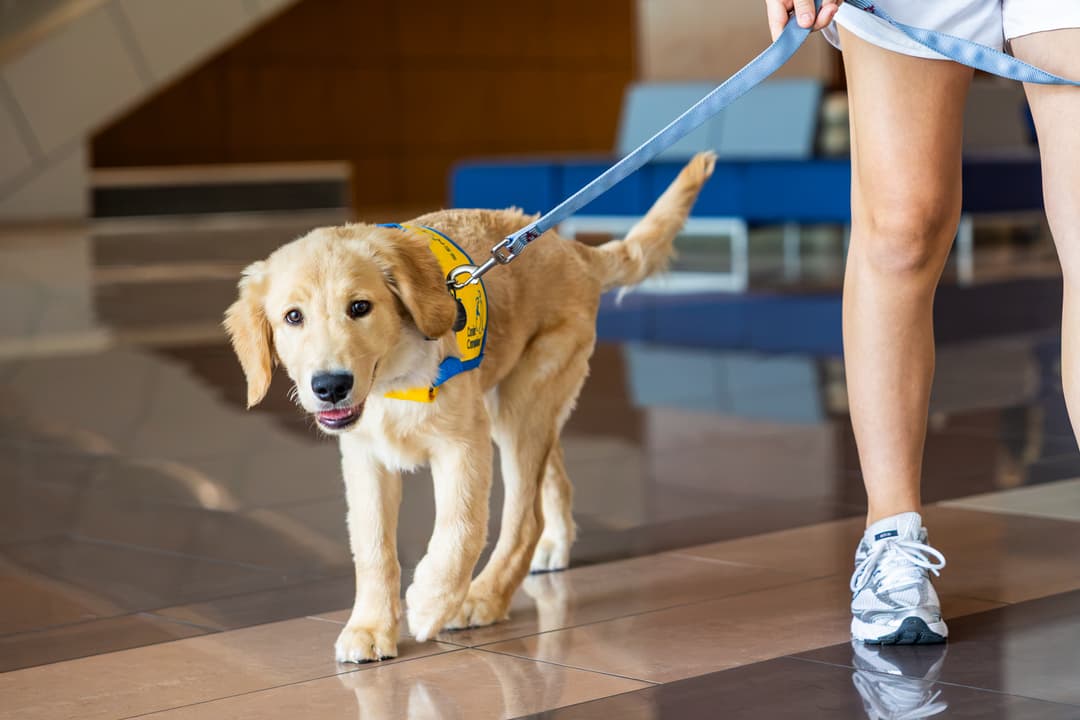 Golden retriever service dog puppy in yellow vest walks on leash beside a person's legs indoors.