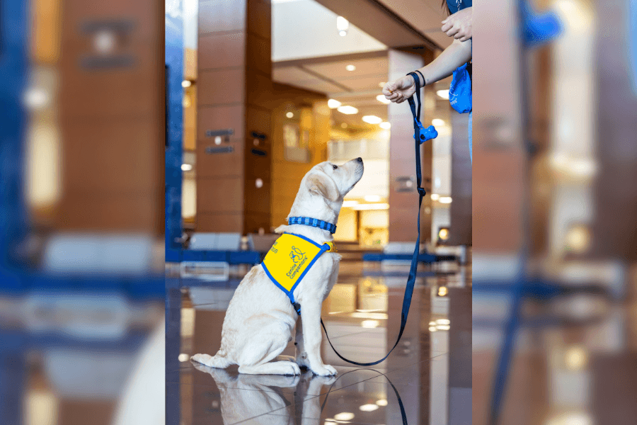 Yellow Labrador service dog in training vest sits looking up at handler holding leash in a lobby.