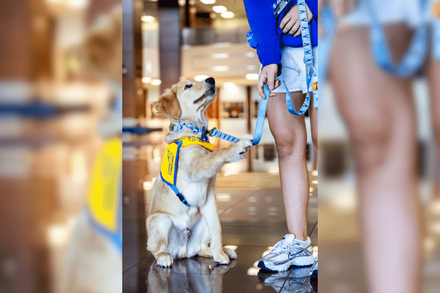 Golden retriever puppy in yellow service dog vest looks up at person holding its leash indoors.