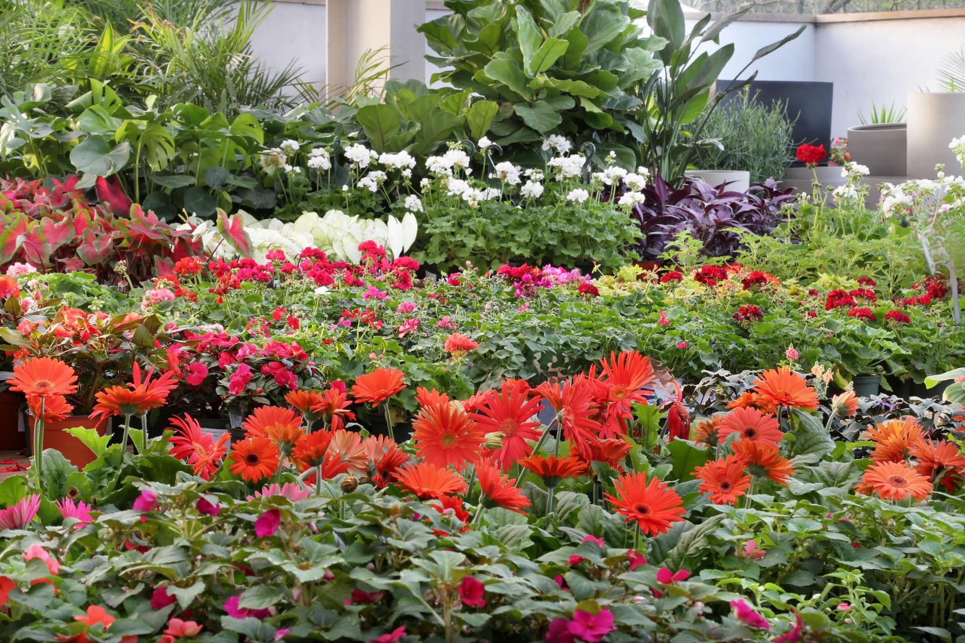 Shoal Creek Nursery offers local plants, gardening advice in Central Austin