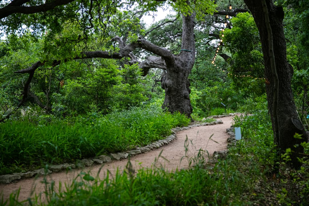 path in the trees
