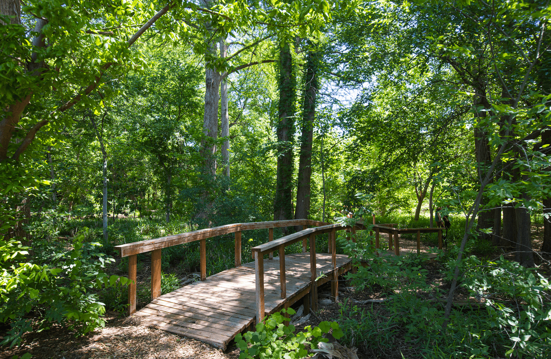 bridge in the trees