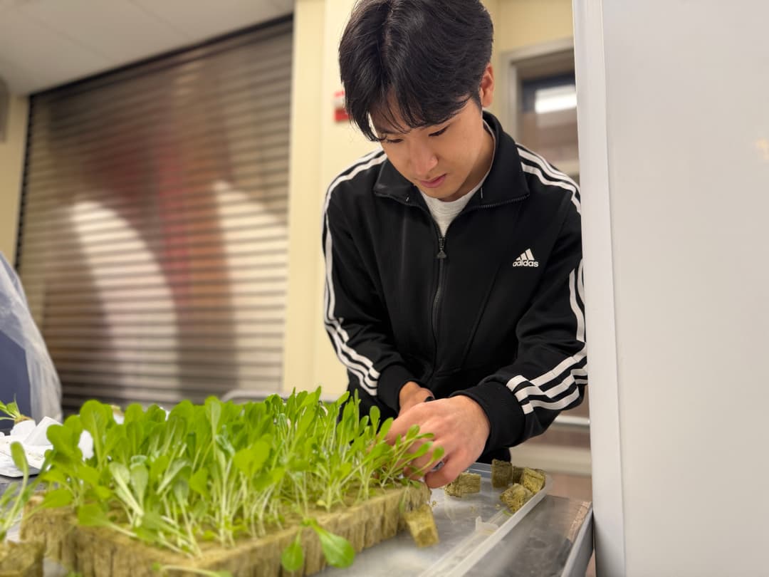 Young man in black track jacket tends seedlings growing in rockwool cubes on an indoor tray.
