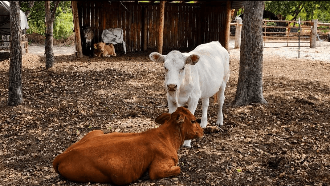 Bastrop's beef business