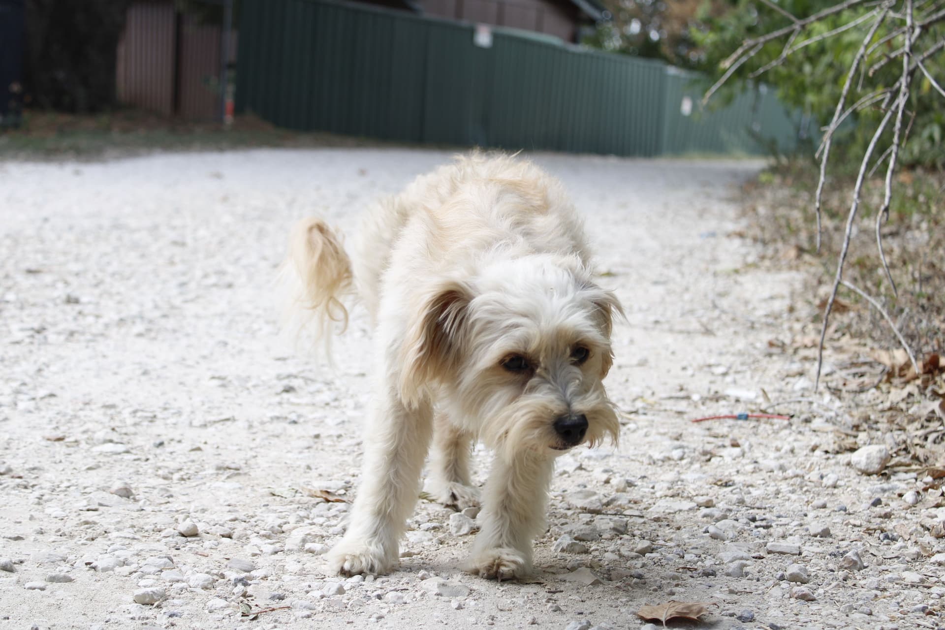 Kyle council evaluates options for potential city-run animal shelter