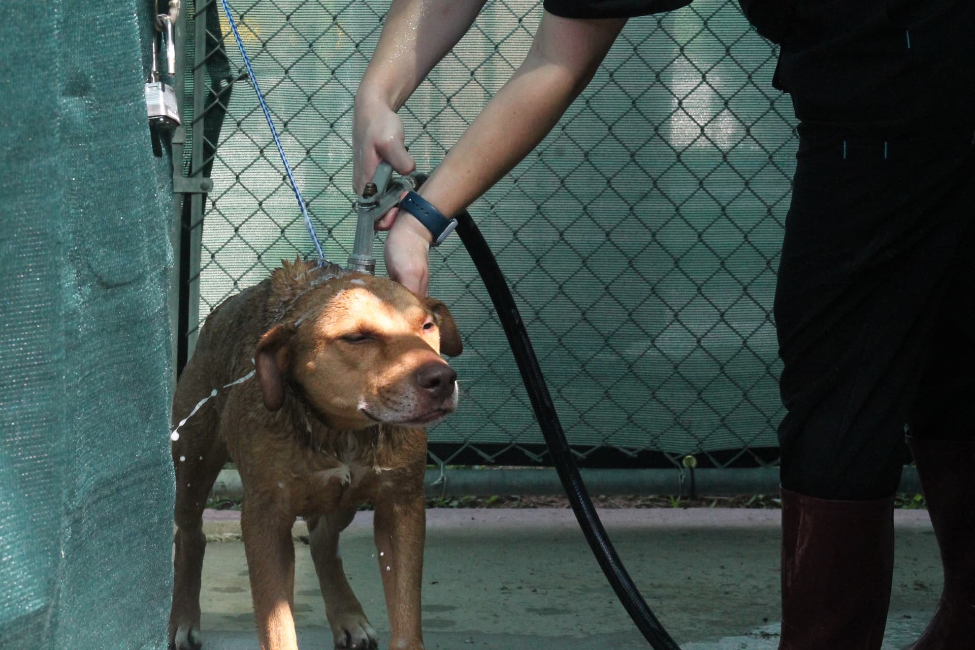 A new leash: Conroe Animal Shelter reshapes amid new leadership, care