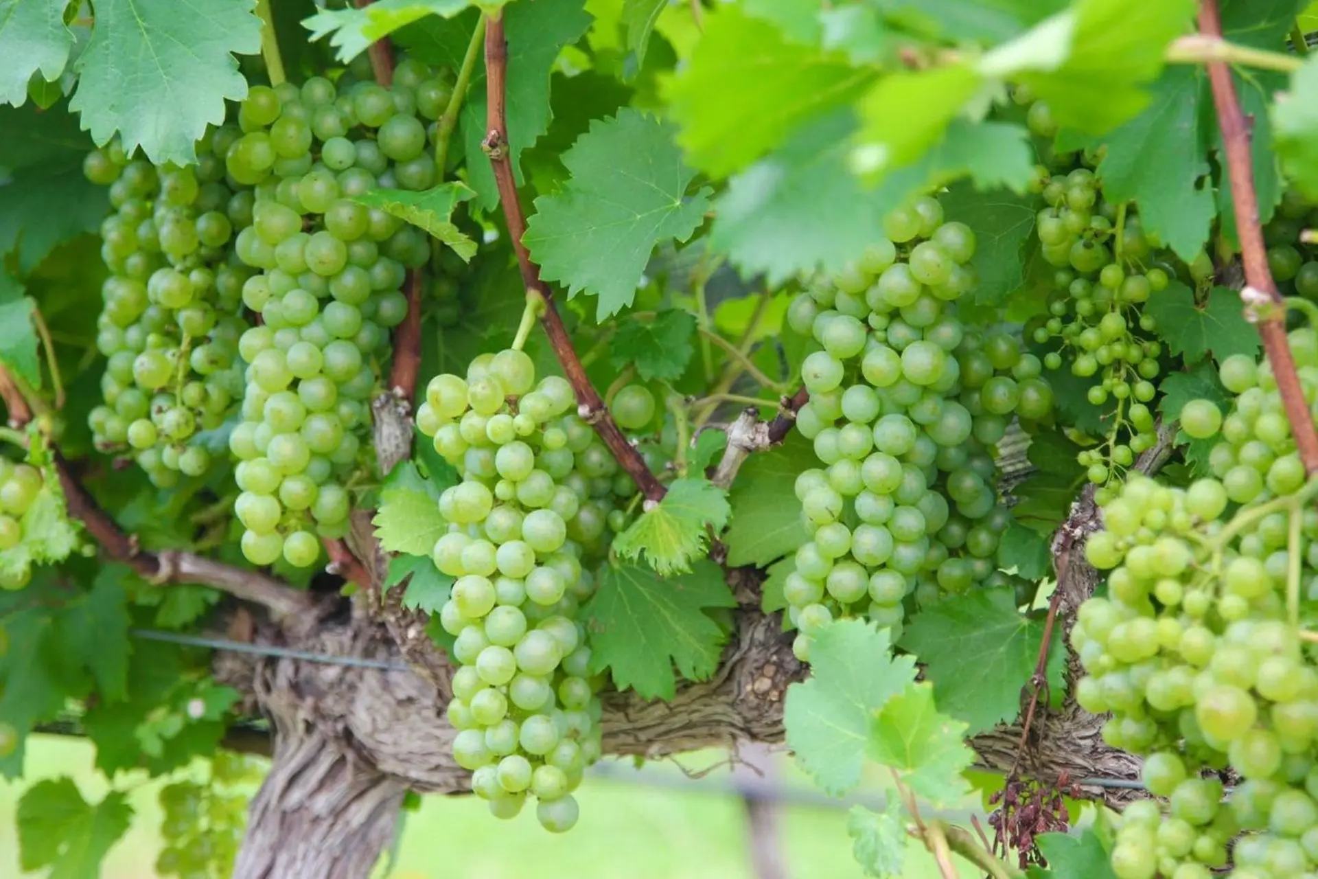 Hill Country vineyard and winery to bring handcrafted wines to San Marcos